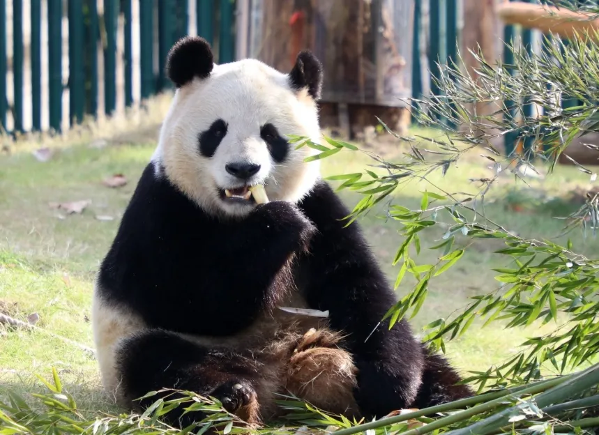 Shanghai Wild Animal Park