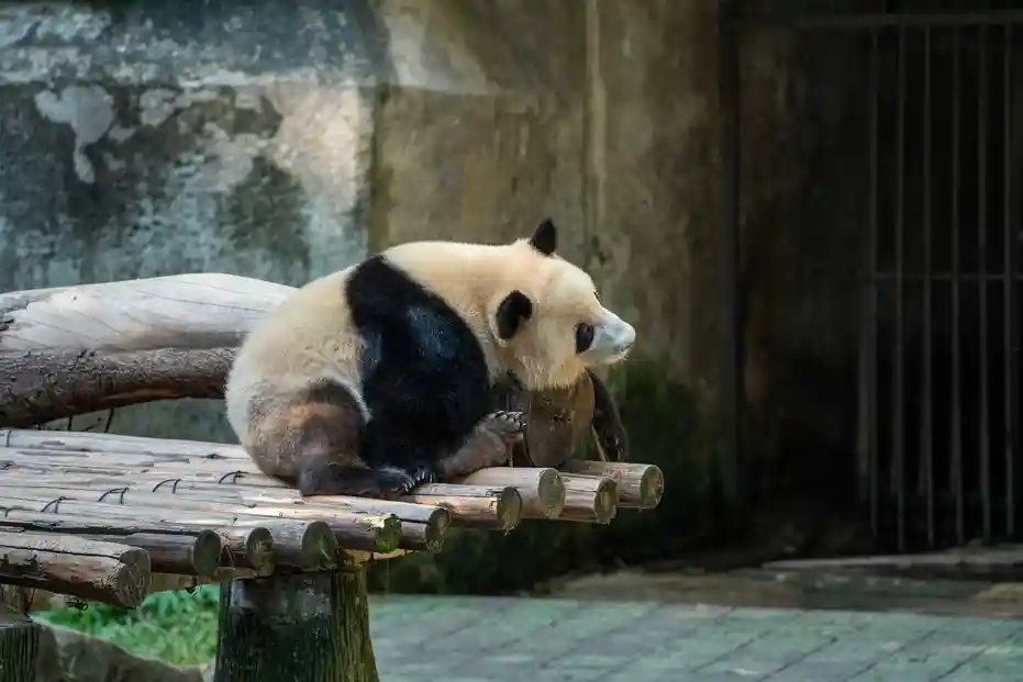 Chongqing Zoo