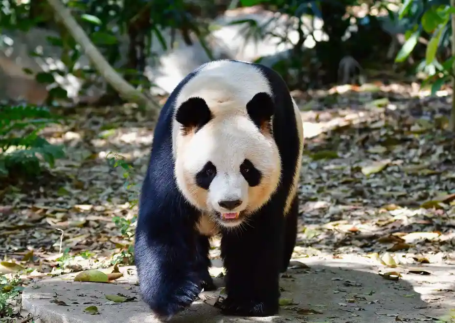 Shenzhen Safari Park