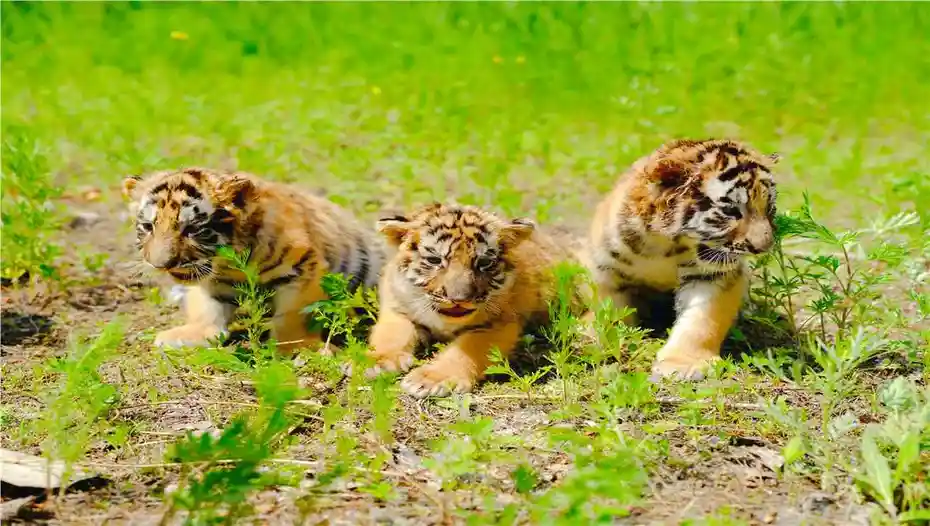 Top 10 Facts About Northeast Tiger Forest Park You Need to Know